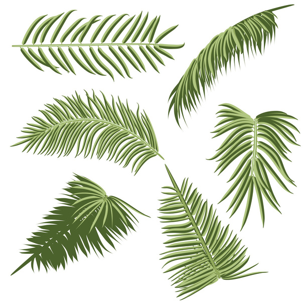 Green Palm Leaves - Vector, Image