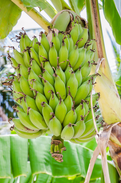 Bio-Bananen am Baum. - Foto, Bild