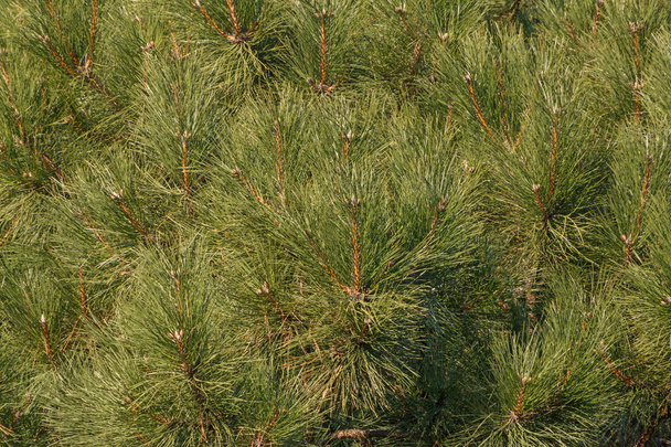 pine tree branches - Foto, afbeelding