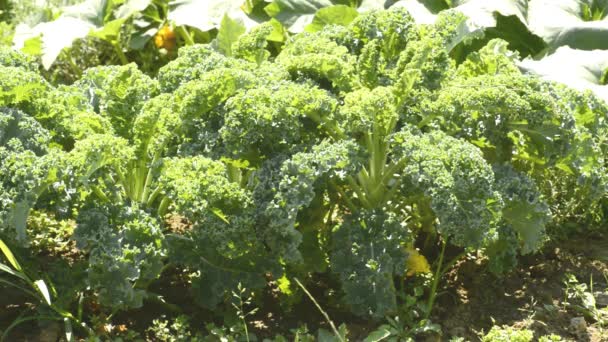 πράσινο λάχανο στην καλλιέργεια - Πλάνα, βίντεο