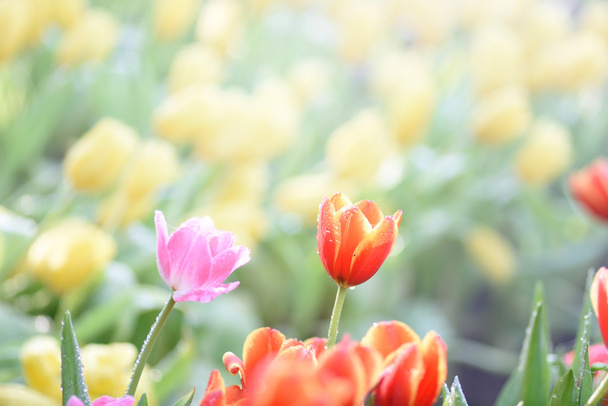 florecientes flores de tulipán de primavera
 - Foto, Imagen