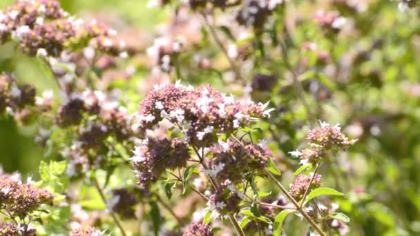  Oregano, Origanum vulgare, spice and medicinal plant  - Footage, Video