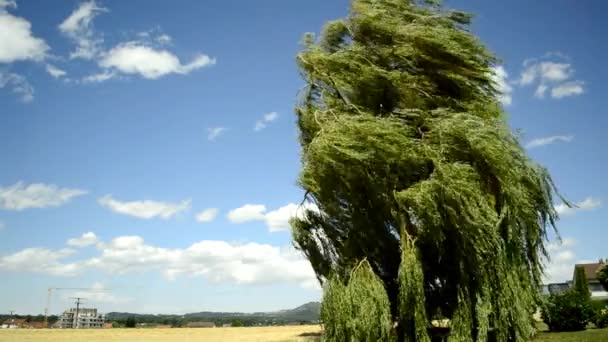 Babylon wilg, Salix babylonica, in sterke wind - Video