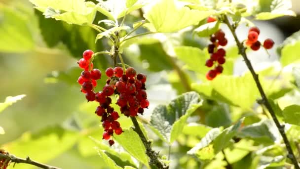 Red currant at bush  - Footage, Video