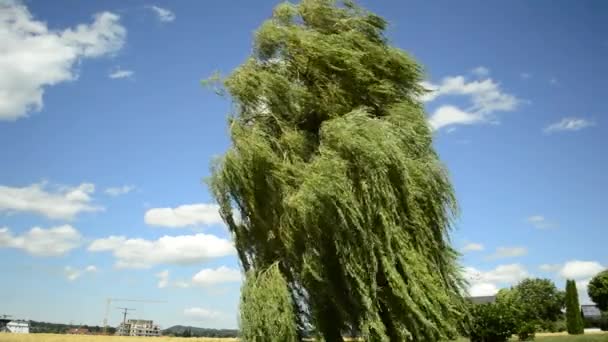 Sauce de Babilonia, Salix babylonica, con fuerte viento
 - Metraje, vídeo