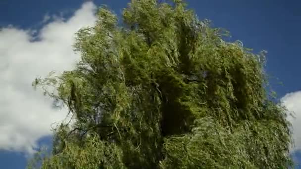 Babylon paju, Salix babylonica, voimakkaassa tuulessa
 - Materiaali, video