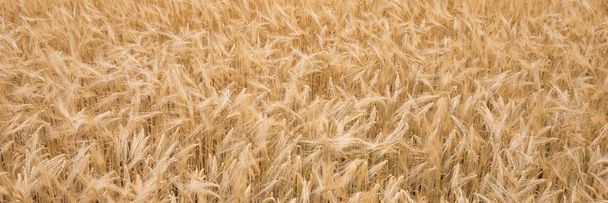 Fondo de trigo maduro dorado, fondo natural
 - Foto, imagen