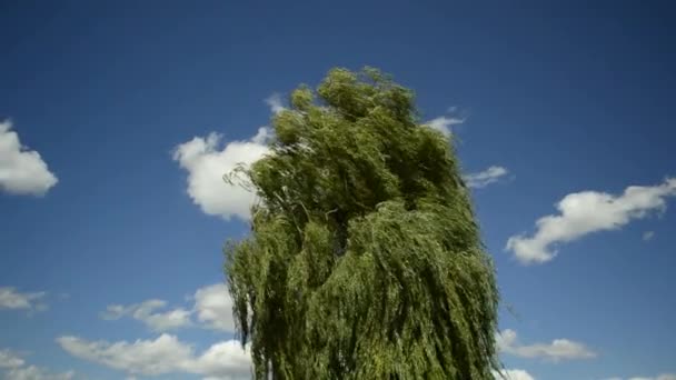 Babylon paju, Salix babylonica, voimakkaassa tuulessa
 - Materiaali, video