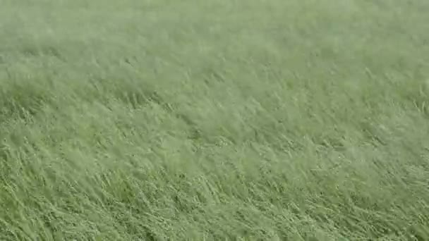 Rüzgar yaz çimen - Video, Çekim