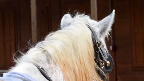 Horse riding slow motion. View from behind the horse. - Imágenes, Vídeo