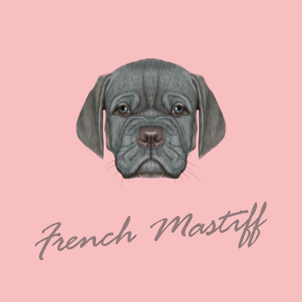 Portrait illustré vectoriel du chiot mastiff français
.  - Vecteur, image