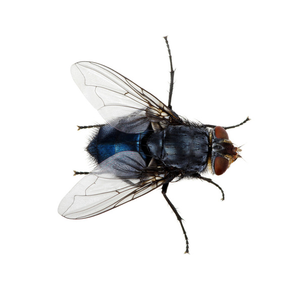  insect op een wit  - Foto, afbeelding