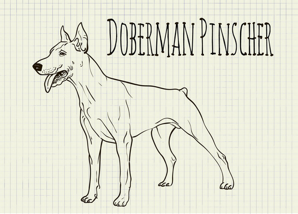 чертеж на блокноте Доберман
 - Вектор,изображение