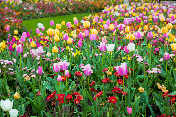 Colorful spring summer garden, flowers - 写真・画像