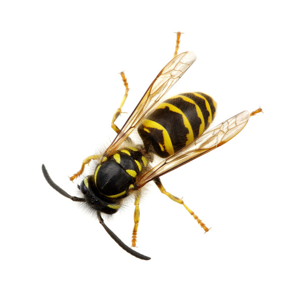 Wespe isoliert auf weiß  - Foto, Bild