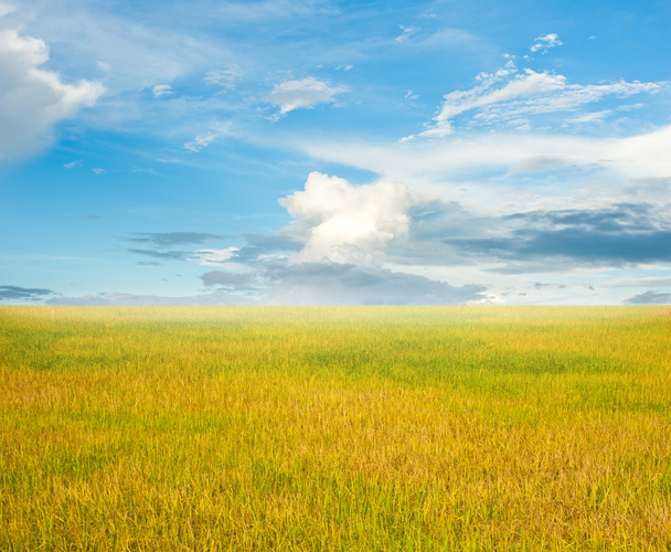 gebied van rijst en de blauwe hemel - Foto, afbeelding