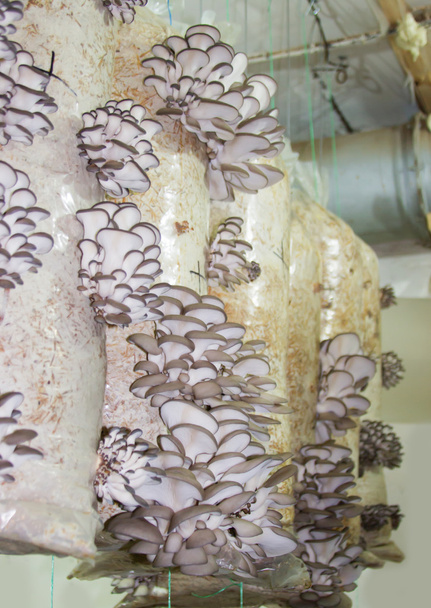 Oyster mushrooms cultivation - Photo, Image