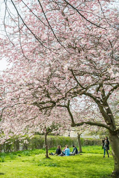 Piknik alla Cherry Blossom
 - Valokuva, kuva