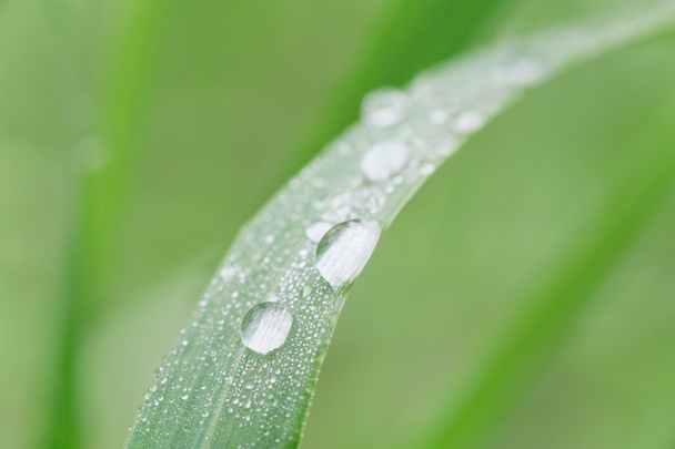 close up of dew drops on blade - Foto, Imagen