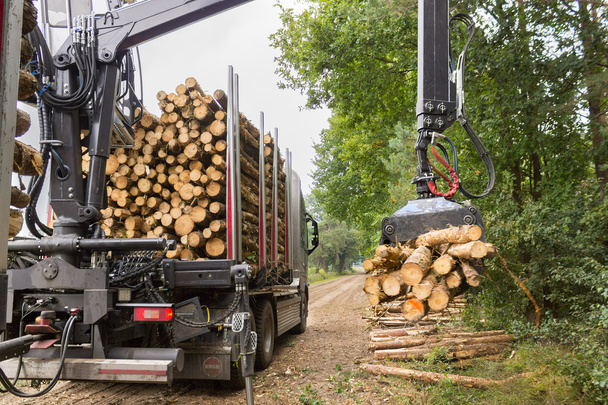 Вантажівка підйомних стовбурів дерева з захопленням на причепі
 - Фото, зображення