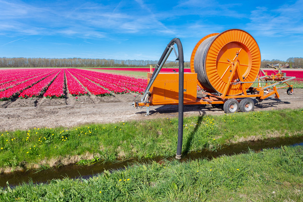 Maatalouden sprinklerijärjestelmä pumppaus vettä ojasta tulppaanit
 - Valokuva, kuva