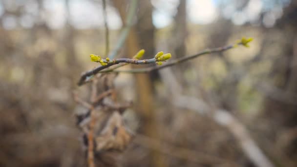 Wiosną delikatne liście, pąki i gałęzie - Materiał filmowy, wideo