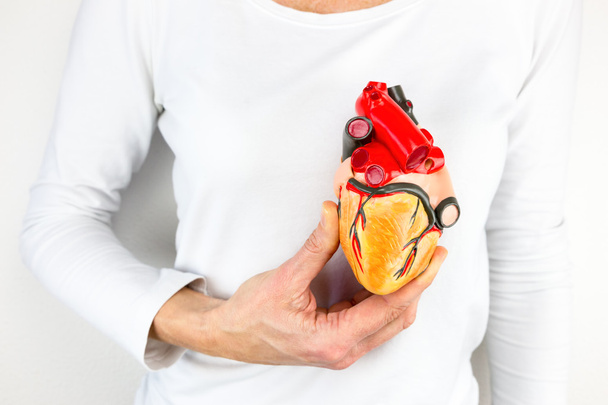Mano sosteniendo el modelo de corazón humano delante del pecho
 - Foto, Imagen