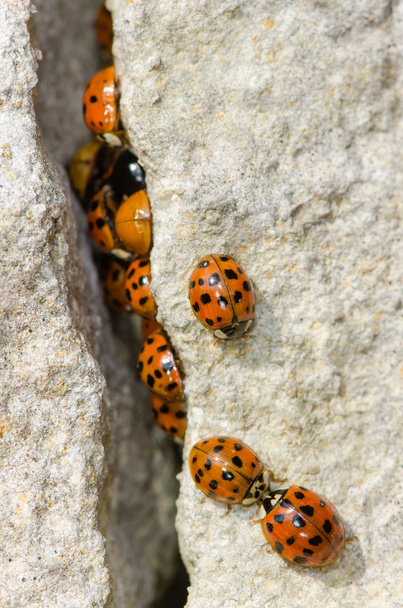 Large group of Harlequin ladybird (Harmonia axyridis - Photo, Image