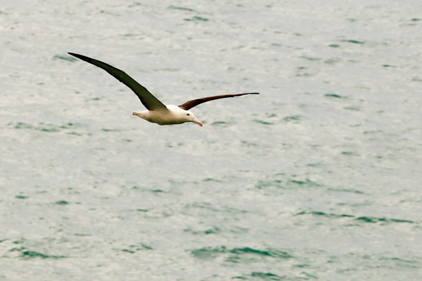 Jižní royal Albatros, diomedea epomophora - Fotografie, Obrázek