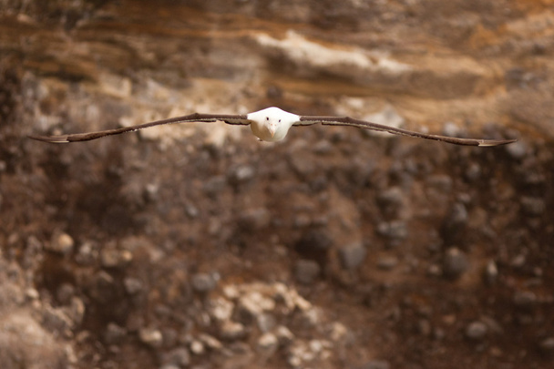 albatroz-real Sul, diomedea epomophora - Foto, Imagem