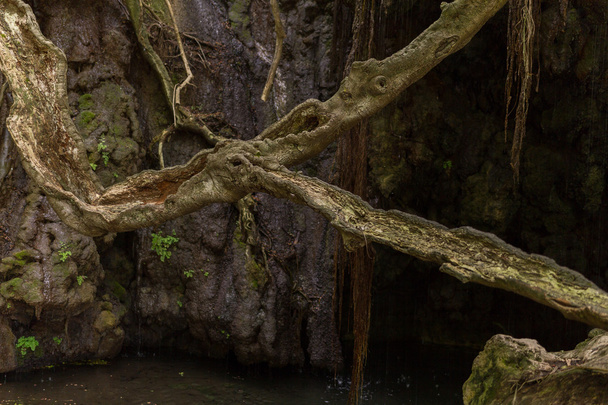 Banhos de Afrodite Gruta com lagoa e nascente de água em Akamas
 - Foto, Imagem