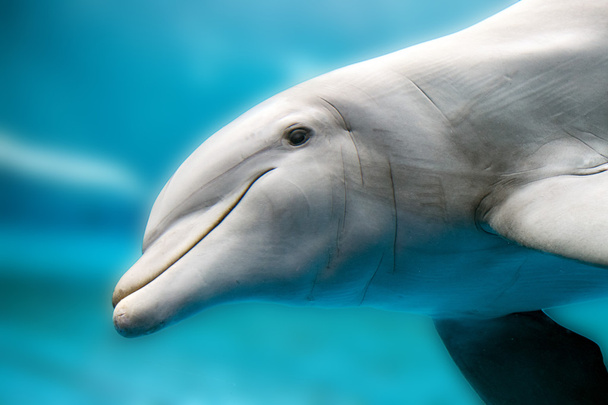dolphin smiling eye close up portrait - Photo, Image