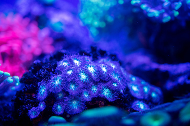 macro corail dur sur la lumière de plongée de nuit
 - Photo, image