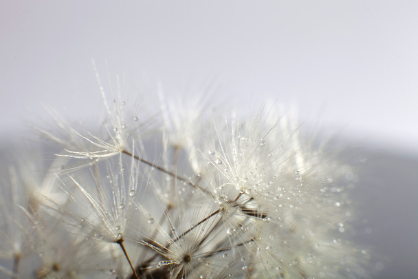 Water drops on dandelion - extreme macro - Photo, image