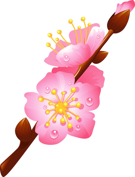 branch of cherry blossoms - Wektor, obraz