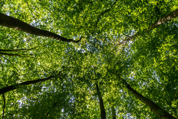 πράσινο δάσος κοιτώντας ψηλά - Φωτογραφία, εικόνα