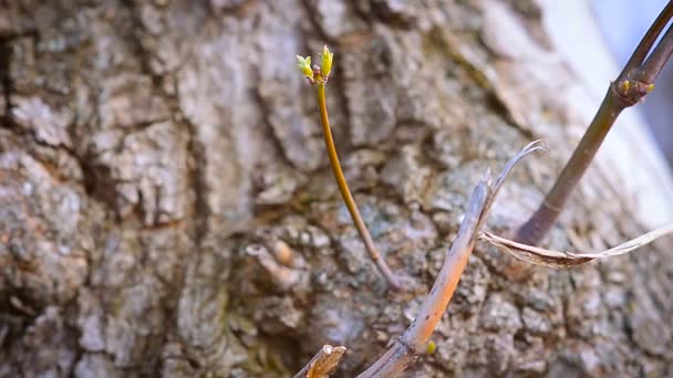 Μικρά μπουμπούκια σε ένα υποκατάστημα δέντρο την άνοιξη - Πλάνα, βίντεο