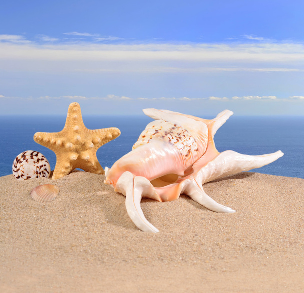 Морские ракушки и морские звезды на песке
 - Фото, изображение