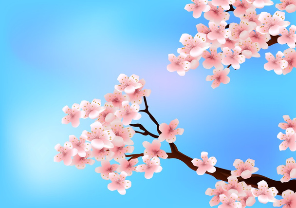 Cherry tree blossom - Vektor, kép