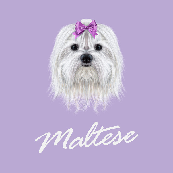 Vector Retrato ilustrado de perro maltés
.  - Vector, imagen
