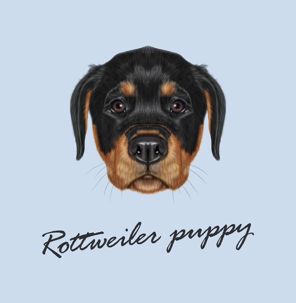 Vector Illustrated portrait of Rottweiler puppy.  - Vector, Image