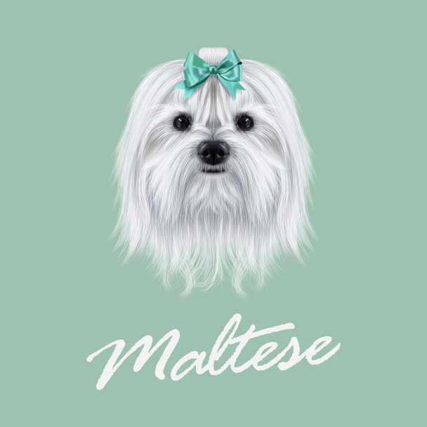 Vecteur Portrait illustré du chien maltais
.  - Vecteur, image