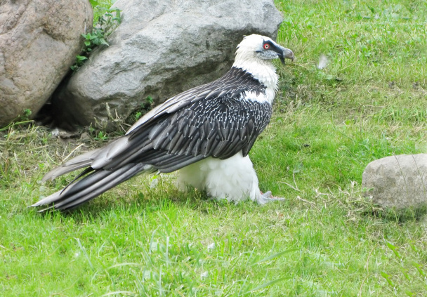 siyah ve beyaz vulrure kuşu pray - Fotoğraf, Görsel