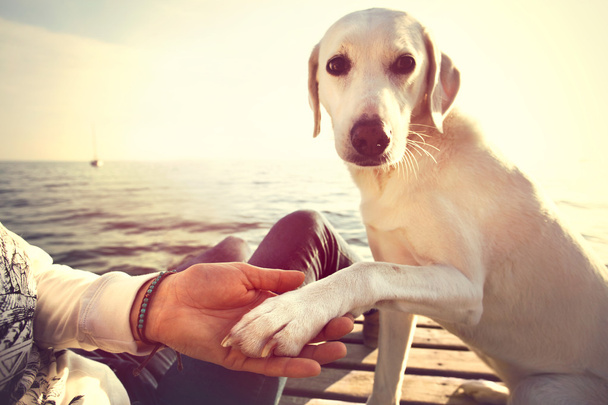 Dog's paw and man's hand gesture of friendship - Zdjęcie, obraz