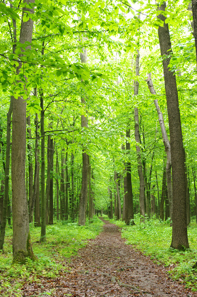zelený les - Fotografie, Obrázek
