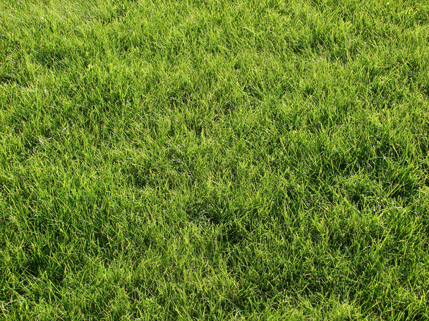 Green lawn - Photo, Image