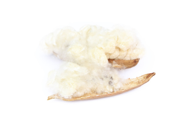 Kapok, Ceiba pentandra o árbol de algodón de seda blanca (Ceiba pentandr
 - Foto, imagen