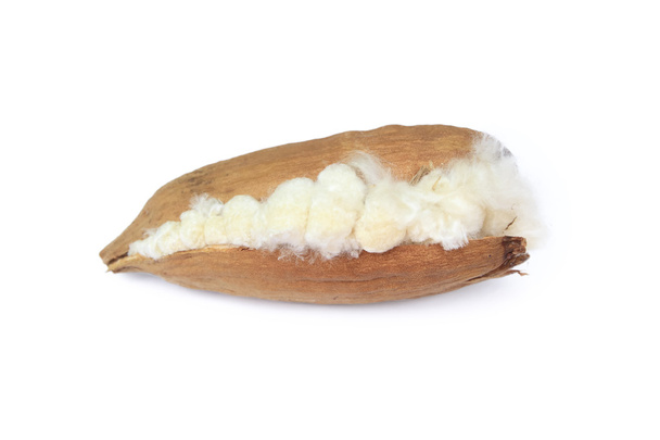 Kapok, Ceiba Pentandra oder weiße Seide Baumwollbaum (Ceiba Pentandr - Foto, Bild
