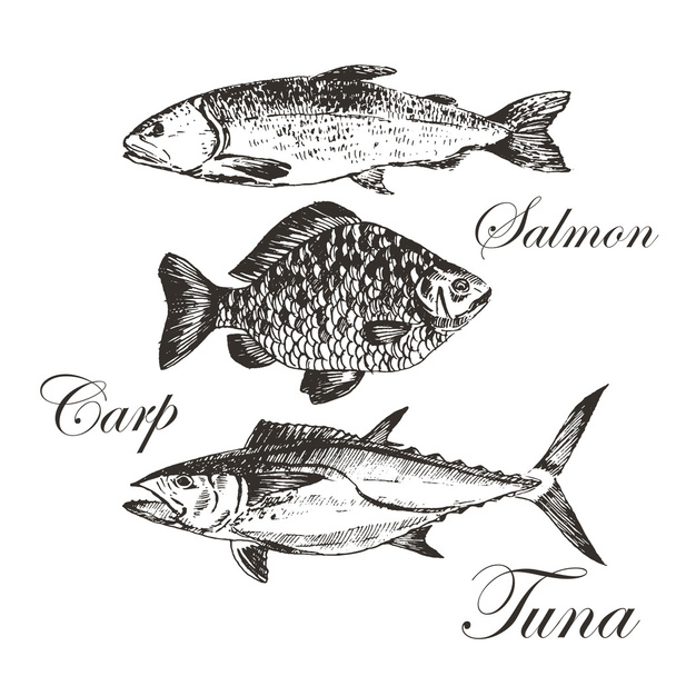 vector fish sketch drawing - salmon, trout, carp, tuna. hand drawn sea food illustration - Vector, Image