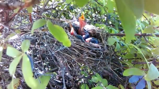 πουλιά μωρών σε φωλιά - Πλάνα, βίντεο